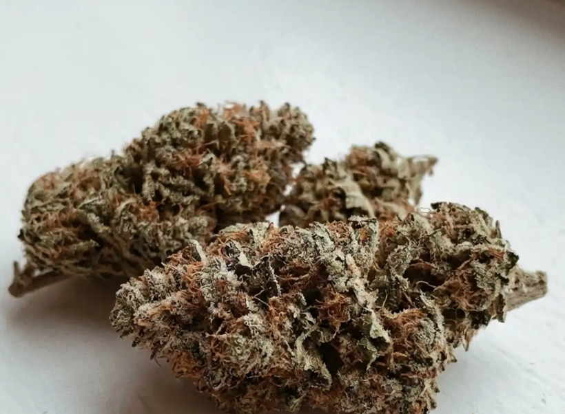 Champagne Delight connoisseur indoor-grown cannabis flower